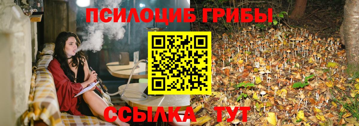 Псилоцибиновые грибы Psilocybine cubensis Котлас